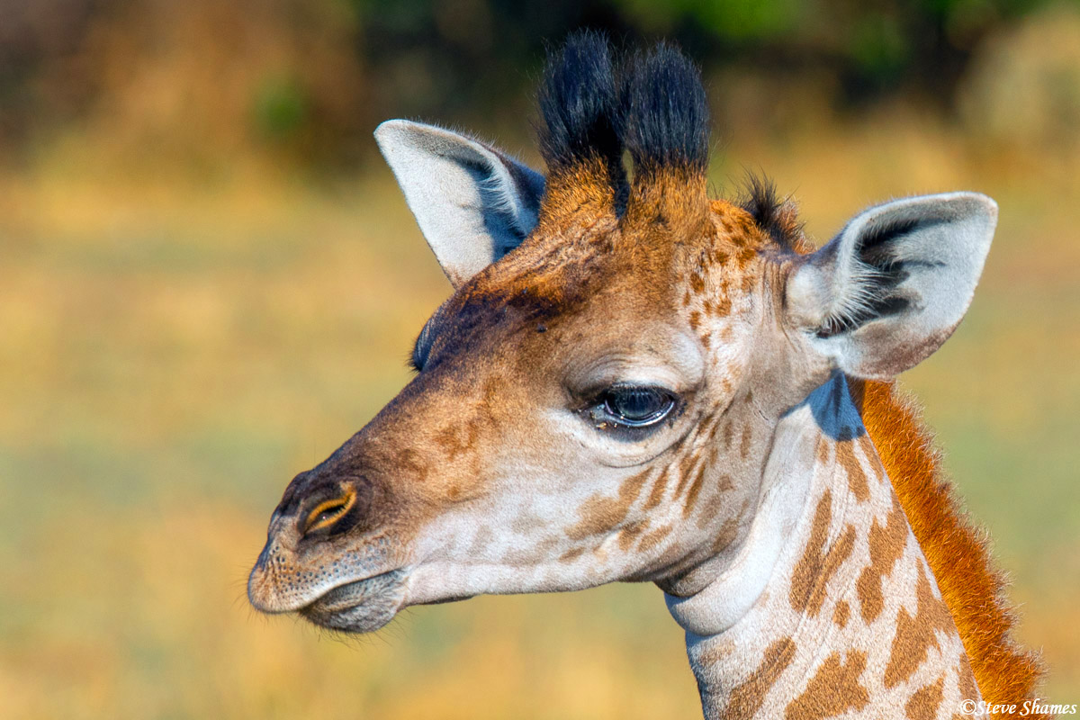 I like to do close ups of giraffe faces. They have a different sort of look with those furry little horns.