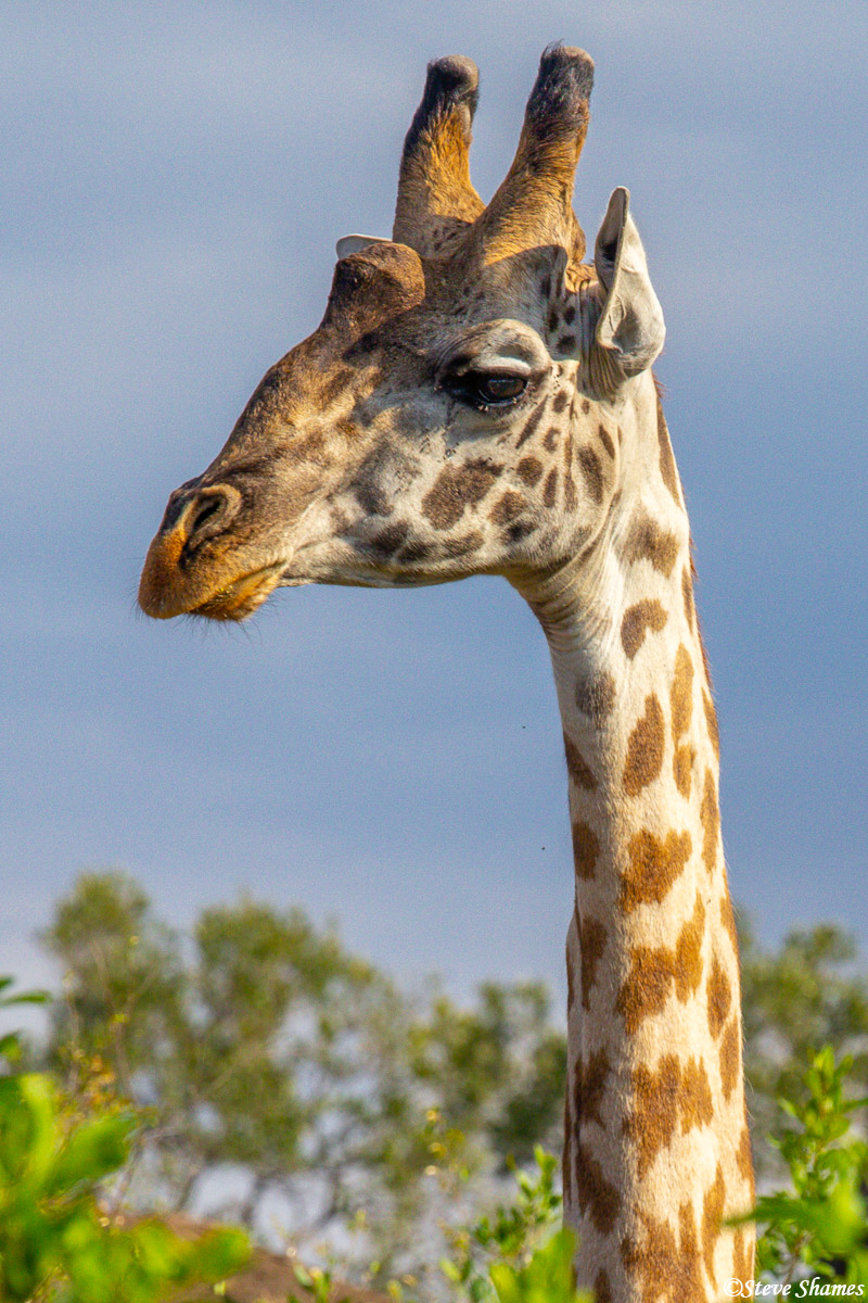 I like to zoom in and get close in portraits of giraffes.