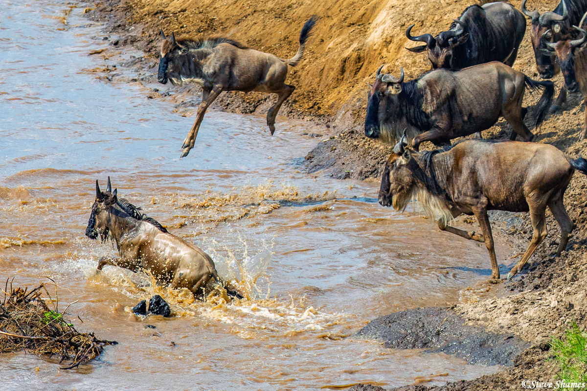 That wildebeest calf is doing a high jump into the river.