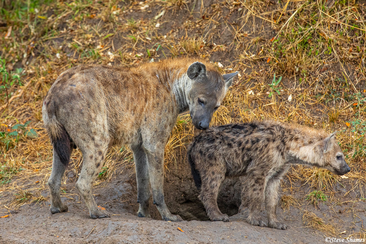 Hyena family life at the den.