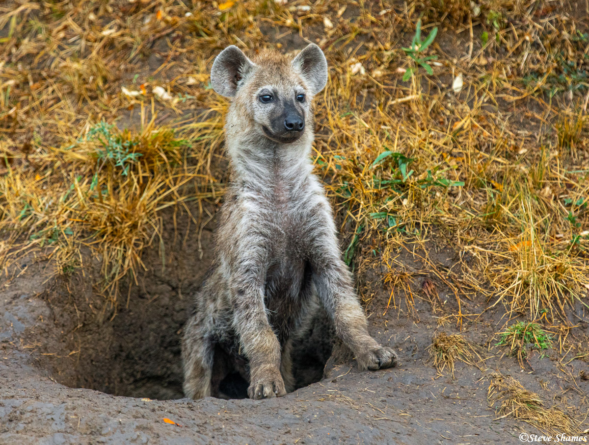 A hyena pup ready to scurry back into the den.