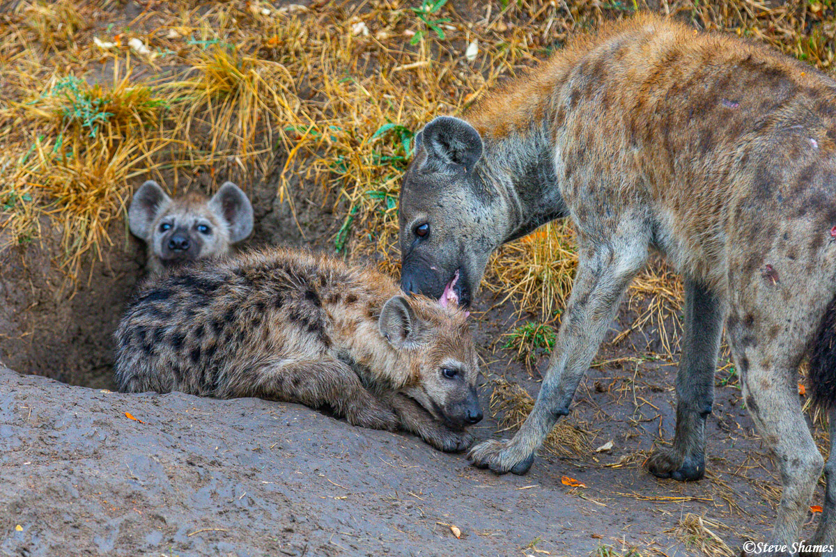 Hyenas at their den. Mother grooming her pup.