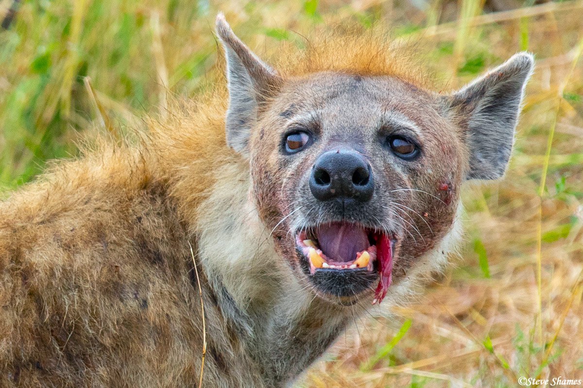 This hyena paused for a portrait while eating.