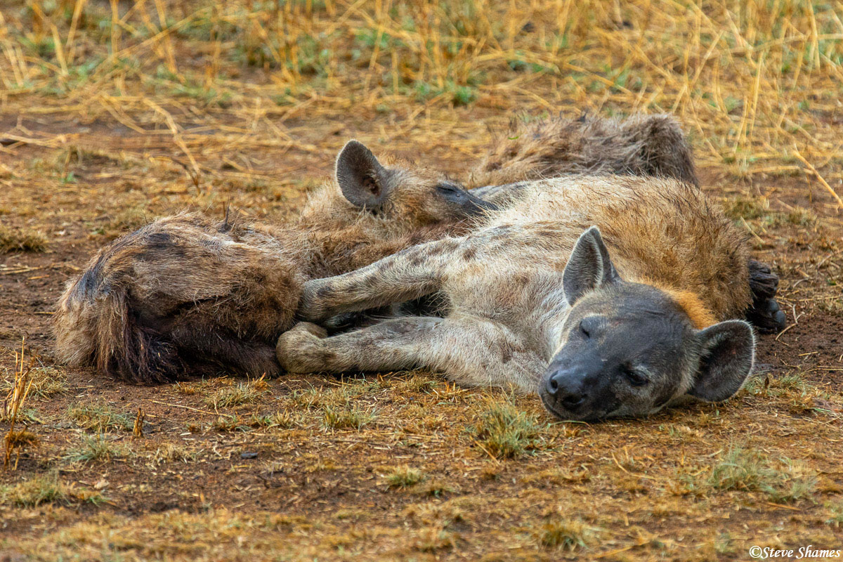 Hyena pup nursing. That's looking like a pretty big pup.