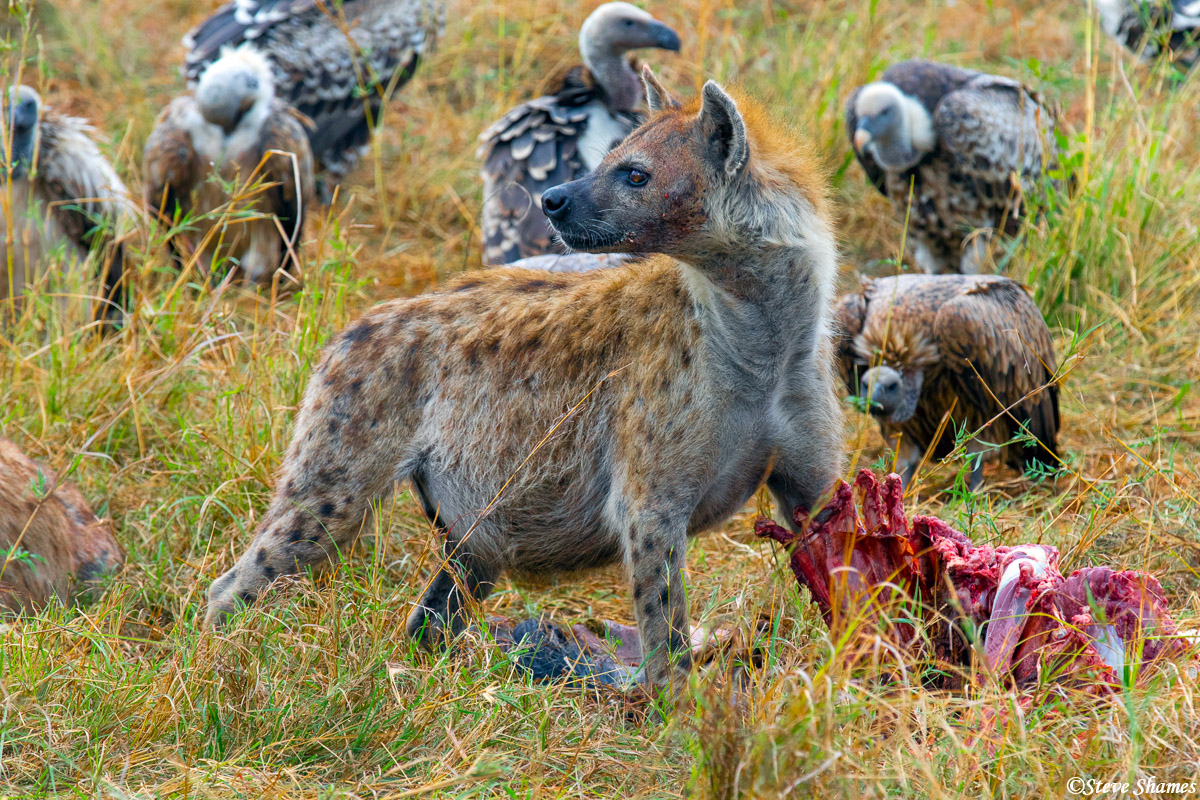 Vultures waiting their turn. Hyenas eat first.