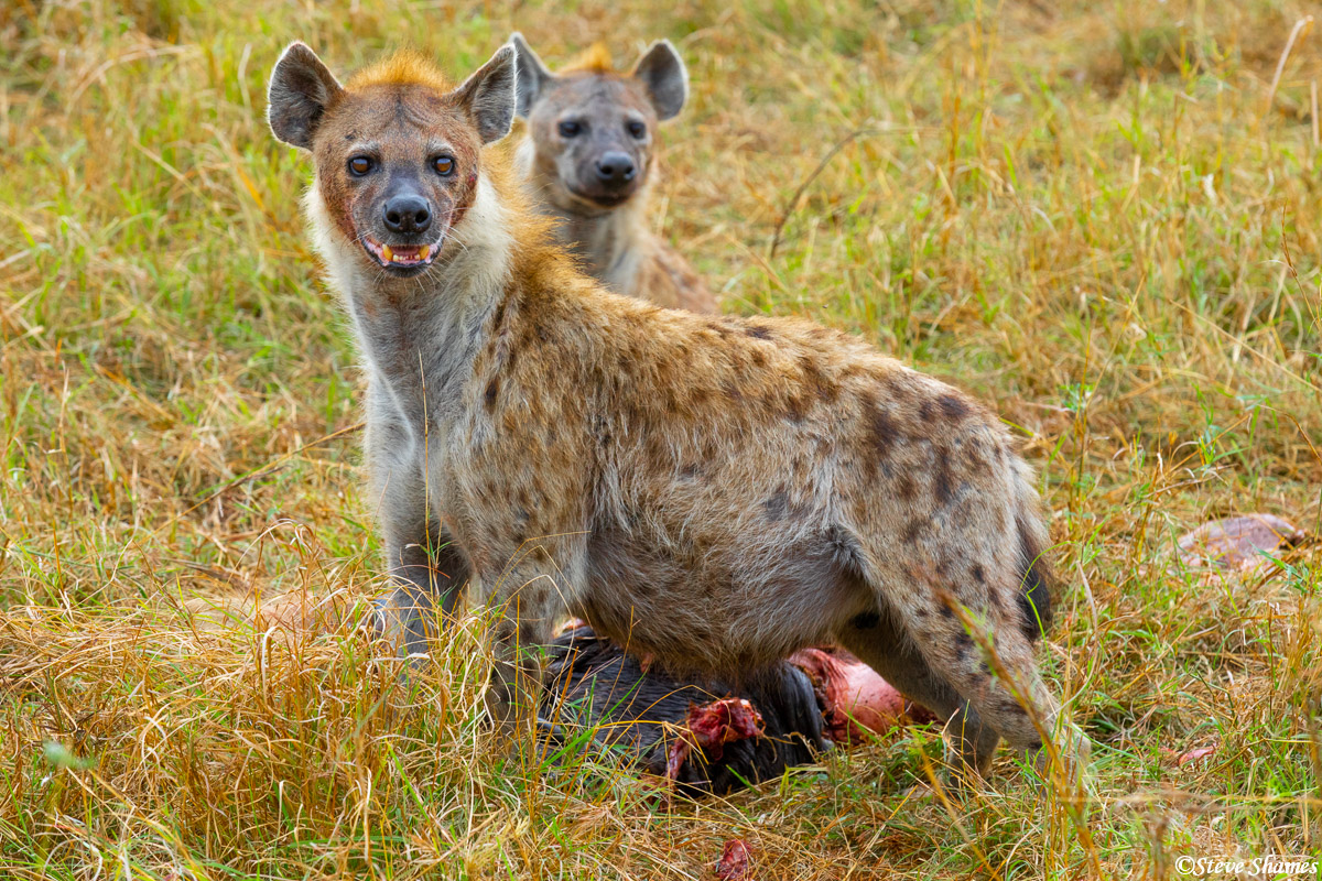 We came across a couple of hyenas finishing off a wildebeest. About all that was left was the head.