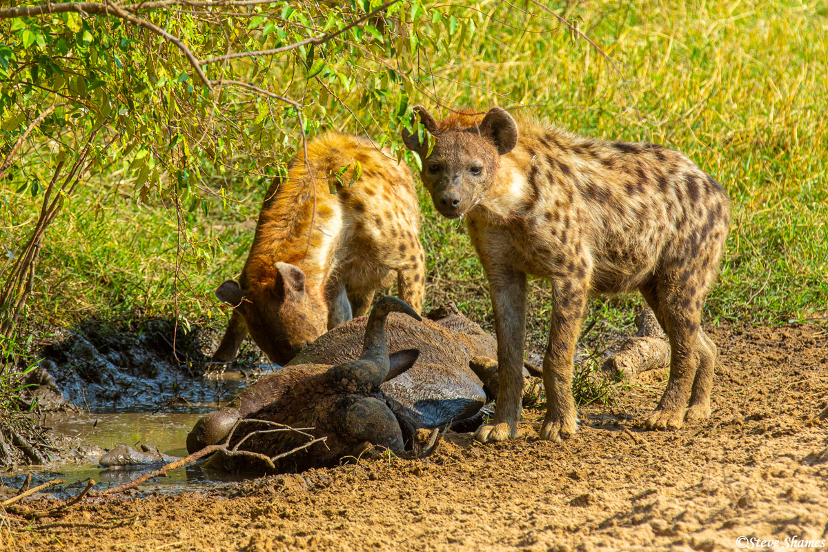 Hyenas in the middle of the day, having a wildebeest for lunch.