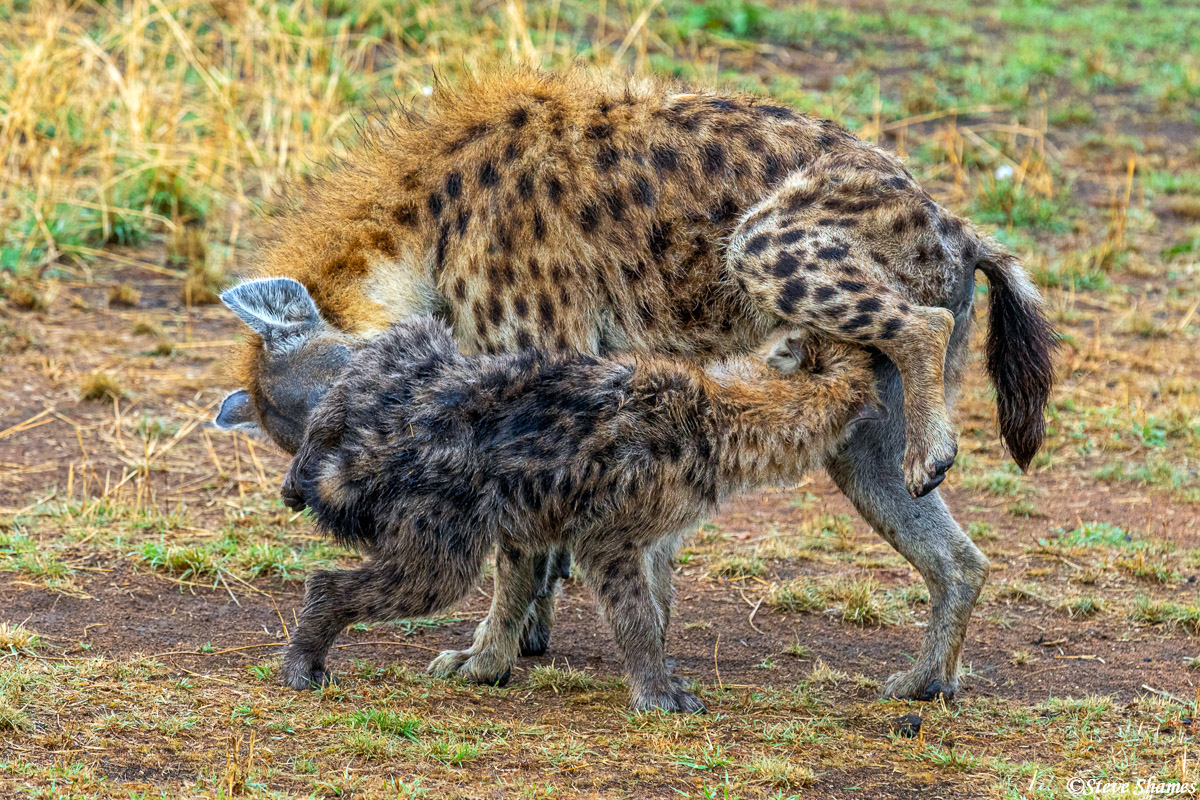 Hyenas greeting each other, the way hyenas like to do. Humans do a handshake or a "hello", but hyenas prefer this method.