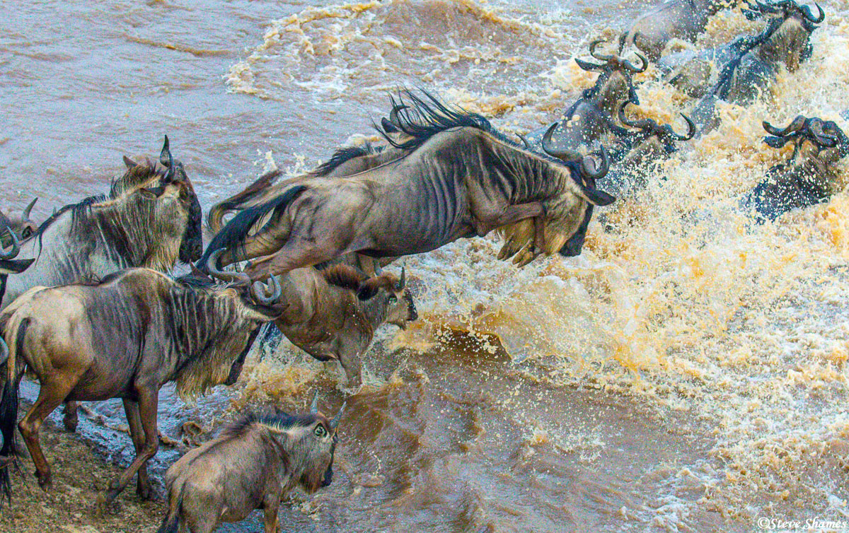 Daily herd of wildebeest jumping into the Mara River.