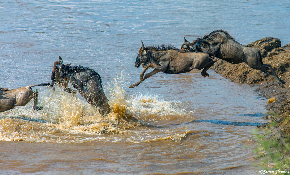 They sure are fun to watch! Some are very acrobatic.