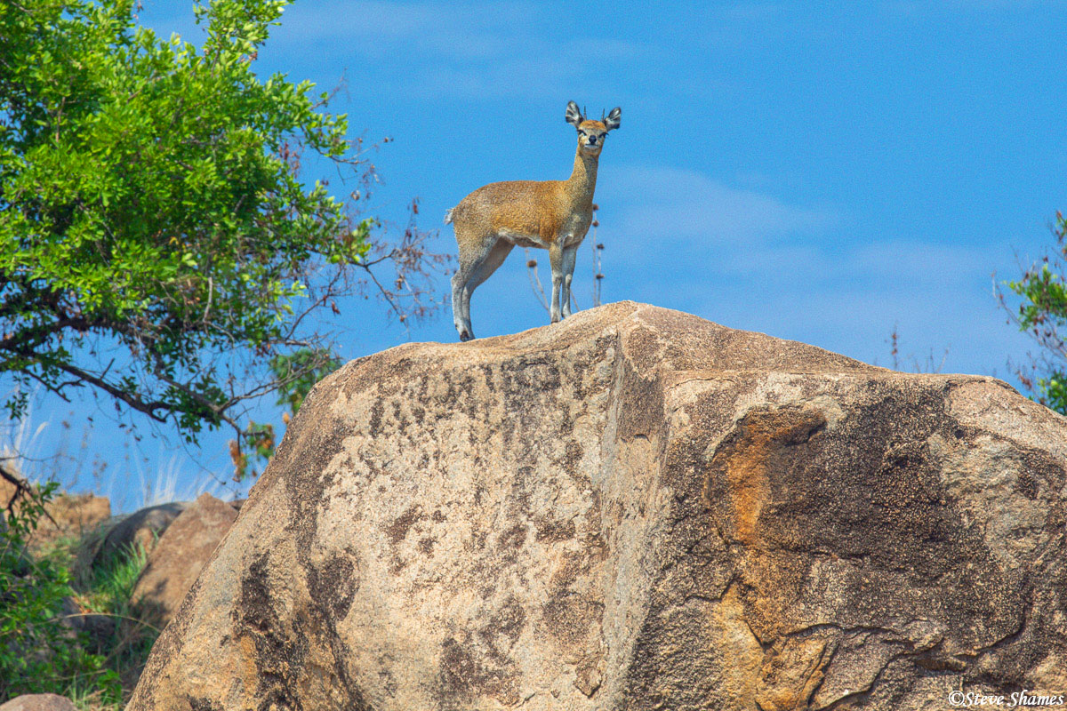 This little guy is a Klipspringer. Also known as a "Cliff Springer", which makes mores sense because they jump around among the...