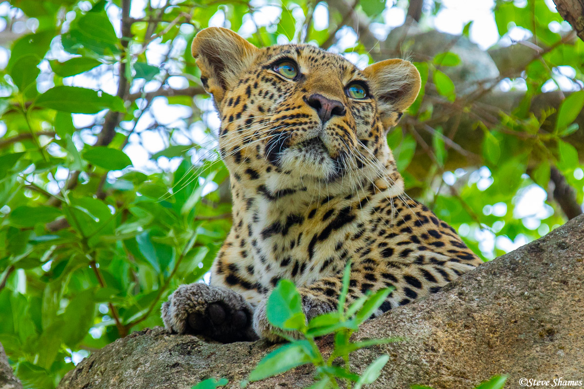 Leopard face close up. It's good to have a telephoto lens.