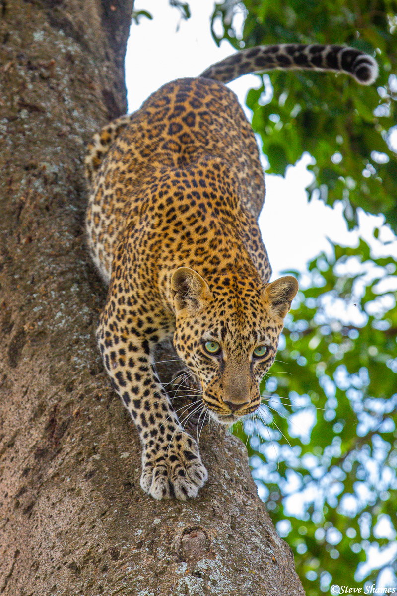 Leopard climbing down out of the tree.