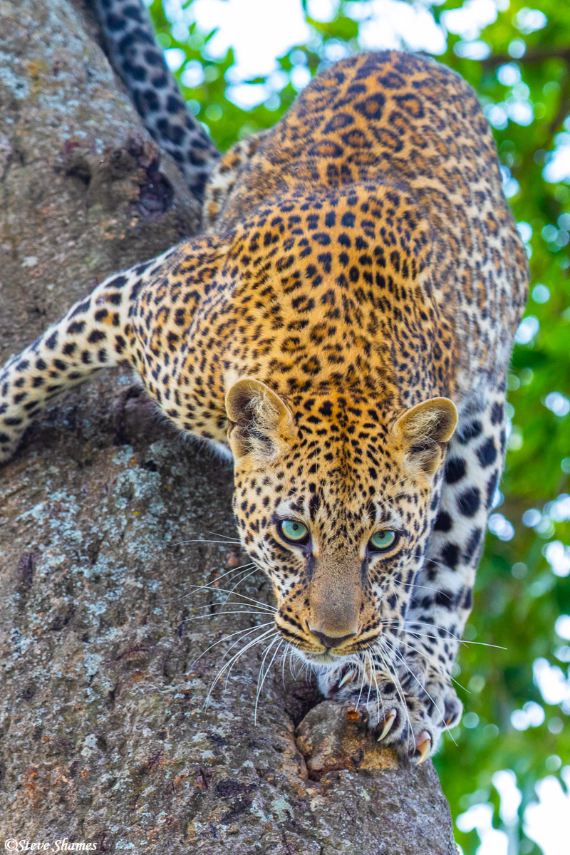 Leopard coming down from the tree, head first like cats do.