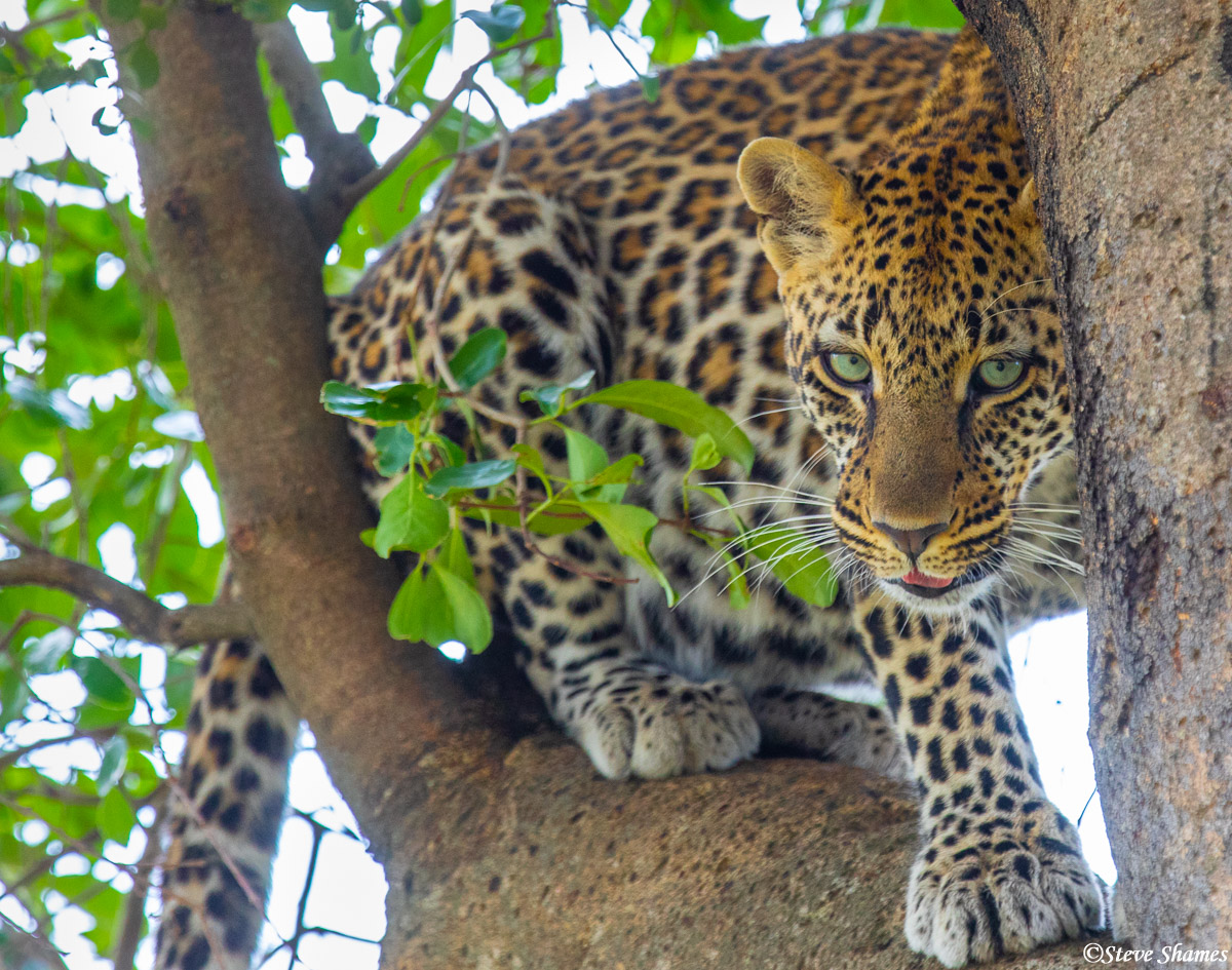 Leopard playing hide and seek among the branches.