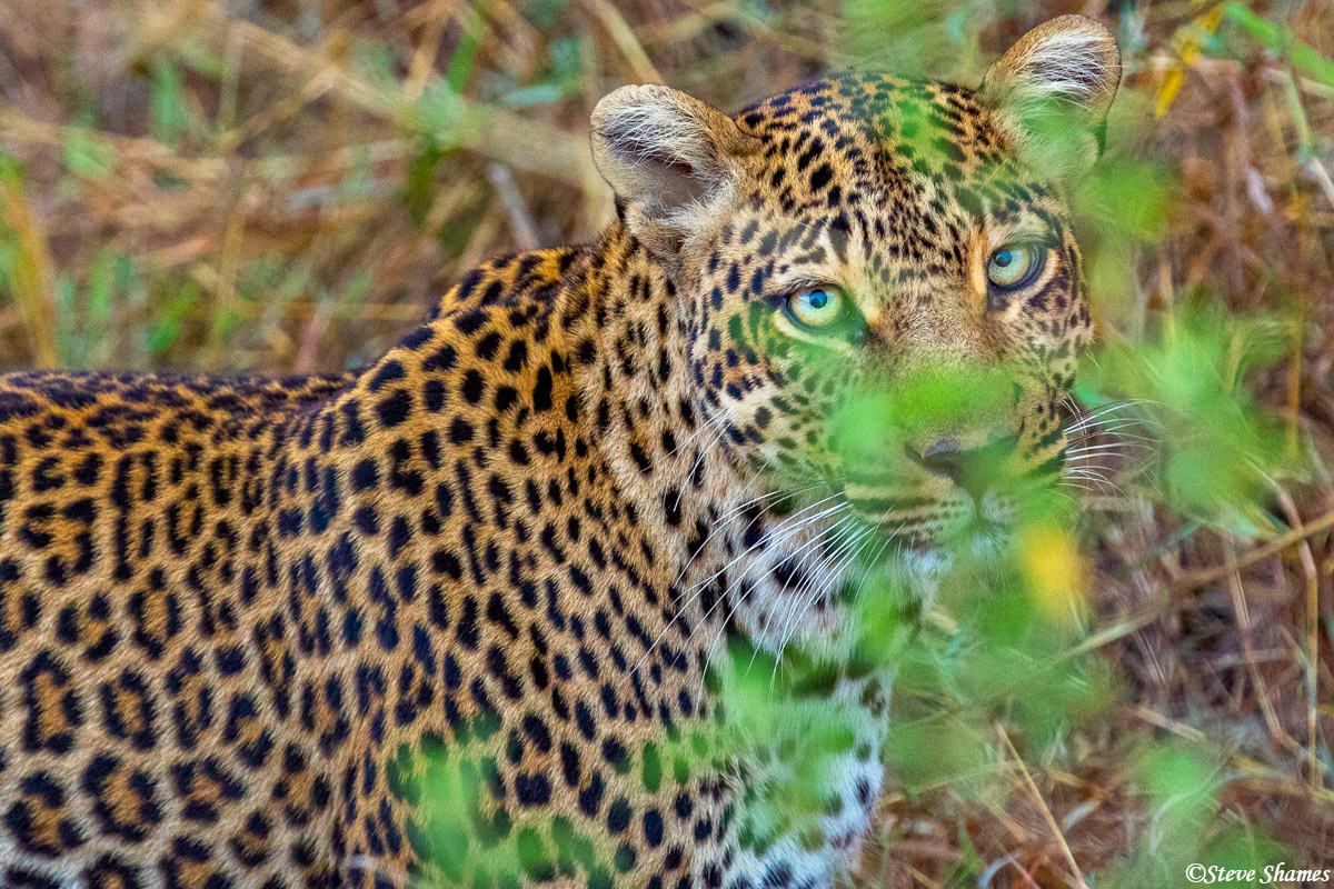 Mother leopard in the bush. I like the big eyes.