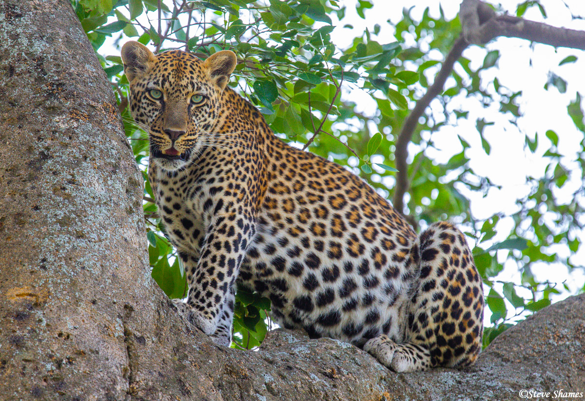 Leopard in a tree. This is the common place to find them during the day.