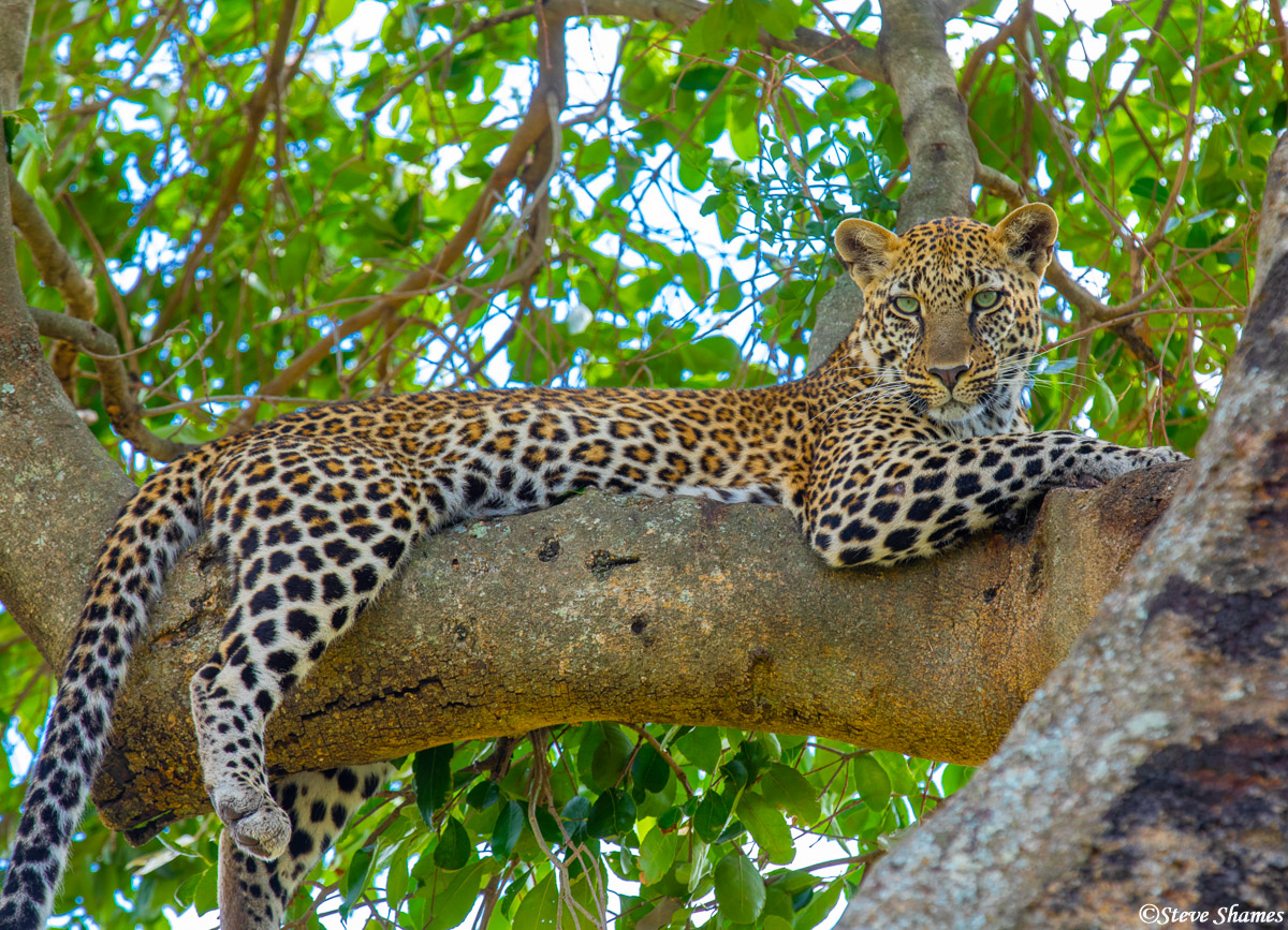 The classic scene of a leopard relaxing on a tree branch. Finally, on my 5th trip to Africa, I see it!