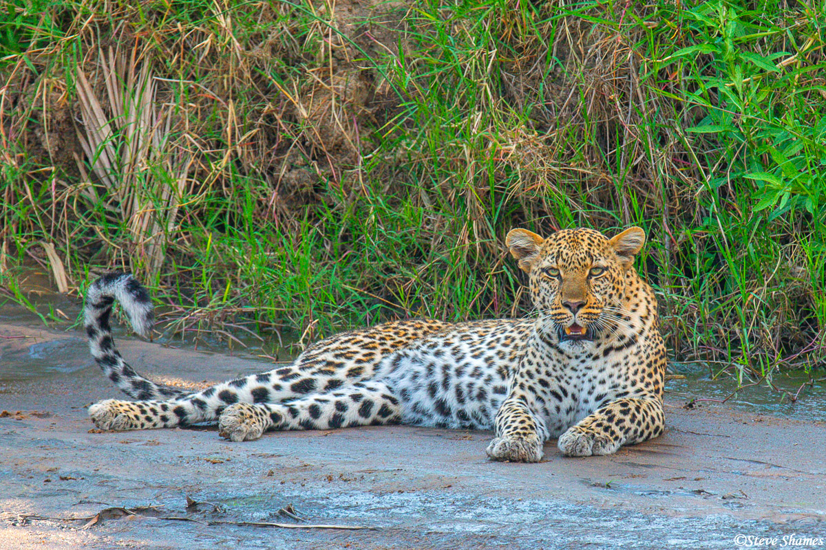 We saw this leopard relaxing by the banks of a small creek.