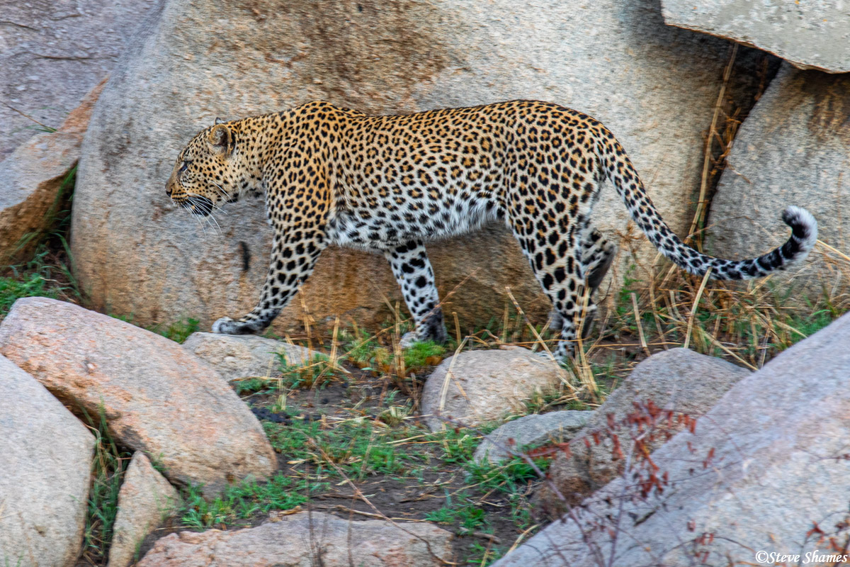 Leopard walking around. They are mostly nocturnal, so they are usually hidden during the day.