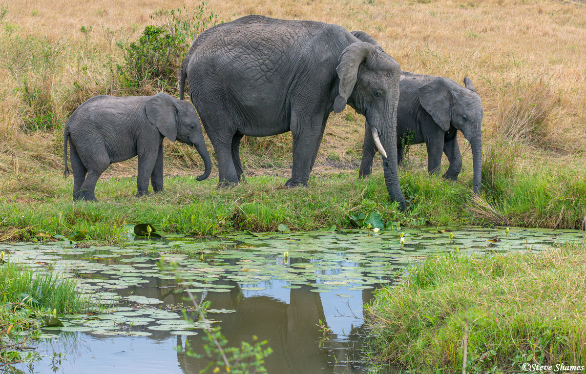 I like this scene of the elephant family by the lily pond.