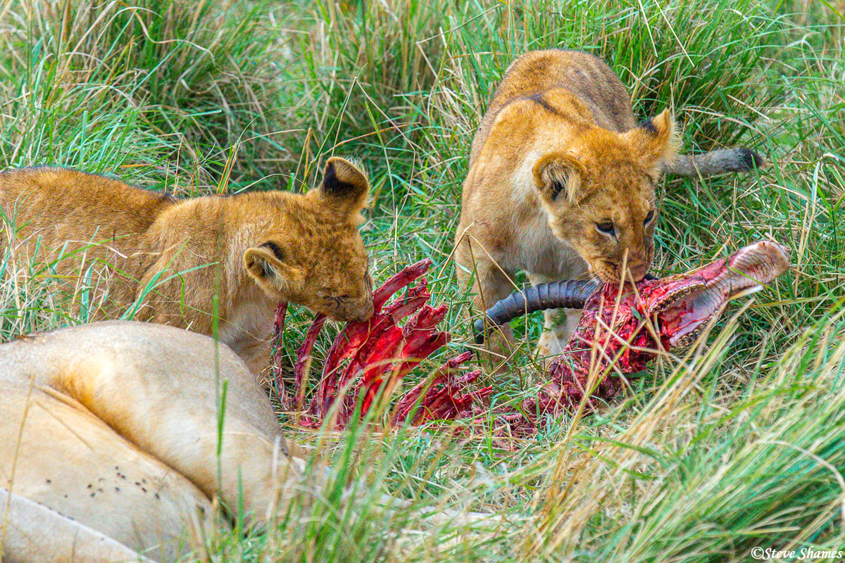 Lion cubs doing what they can with whats left of last nights Topi kill.