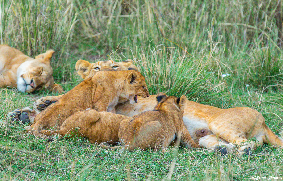 Lion cubs nursing, which involves arguing and fighting, just like when lions eat.