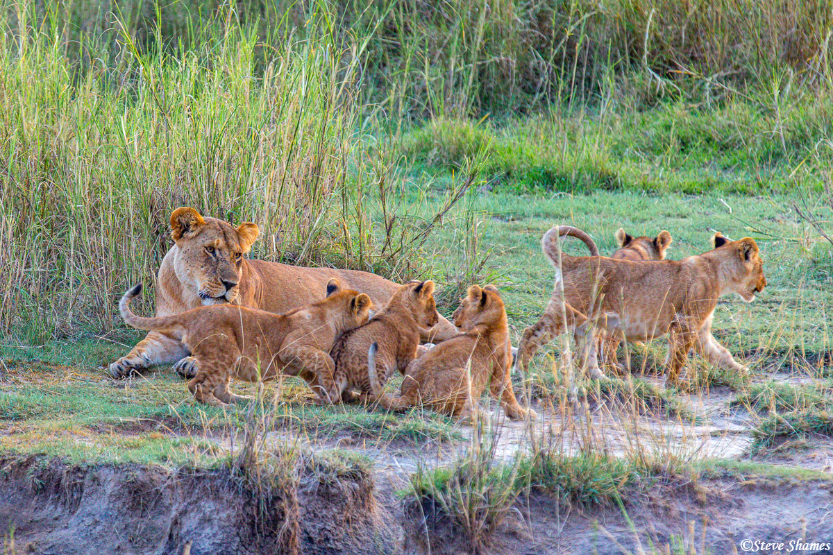 Lion cubs everywhere. This pride had 12 cubs with several mothers.