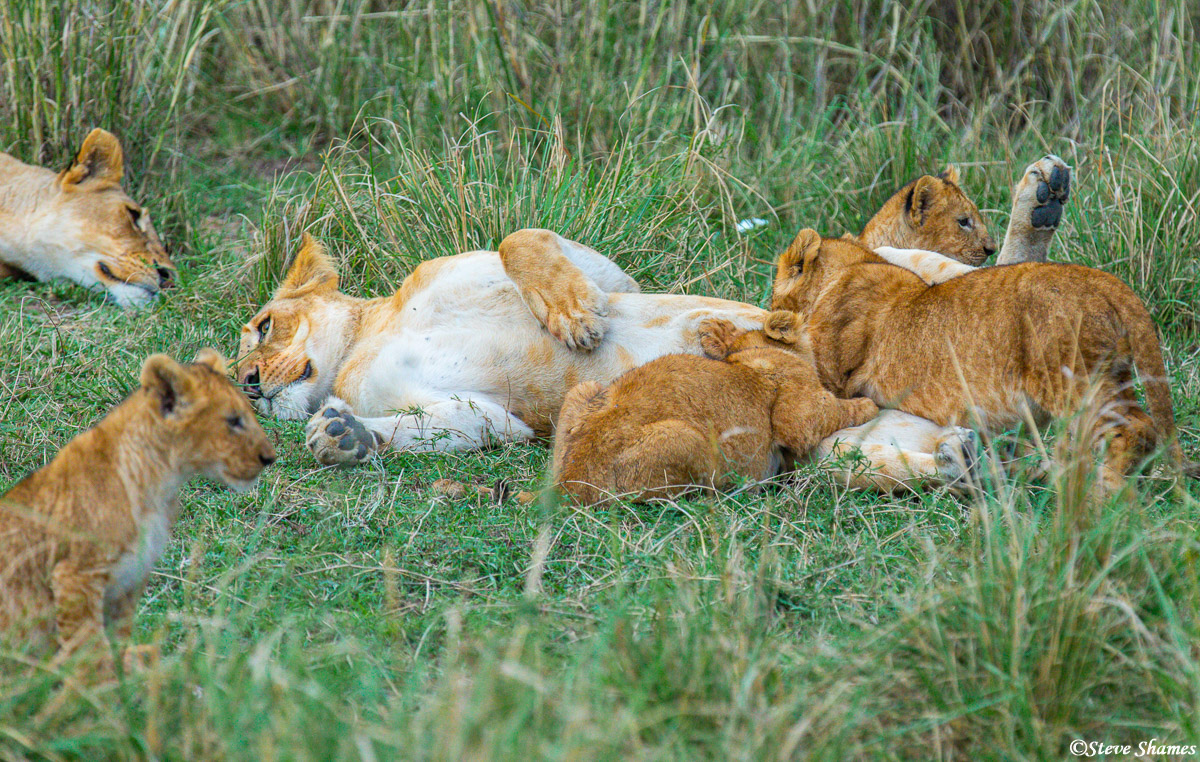 I call this shot "lion family life." It is just a peek at family activities for a pride of lions with lots of cubs.