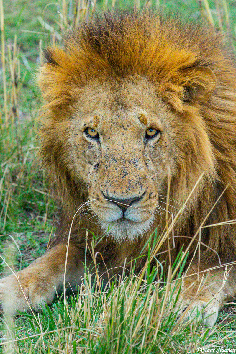 Here is a lion king of the Serengeti with a stern look on his face.