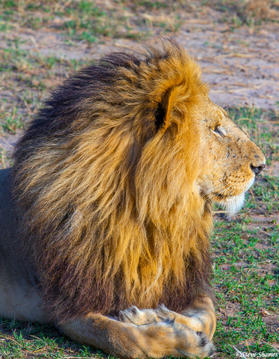 I like profile shots of the male lions. This one has quite a magnificent mane.