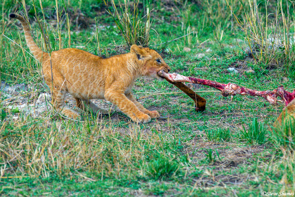 A little lion cub making sure he gets his fair share.