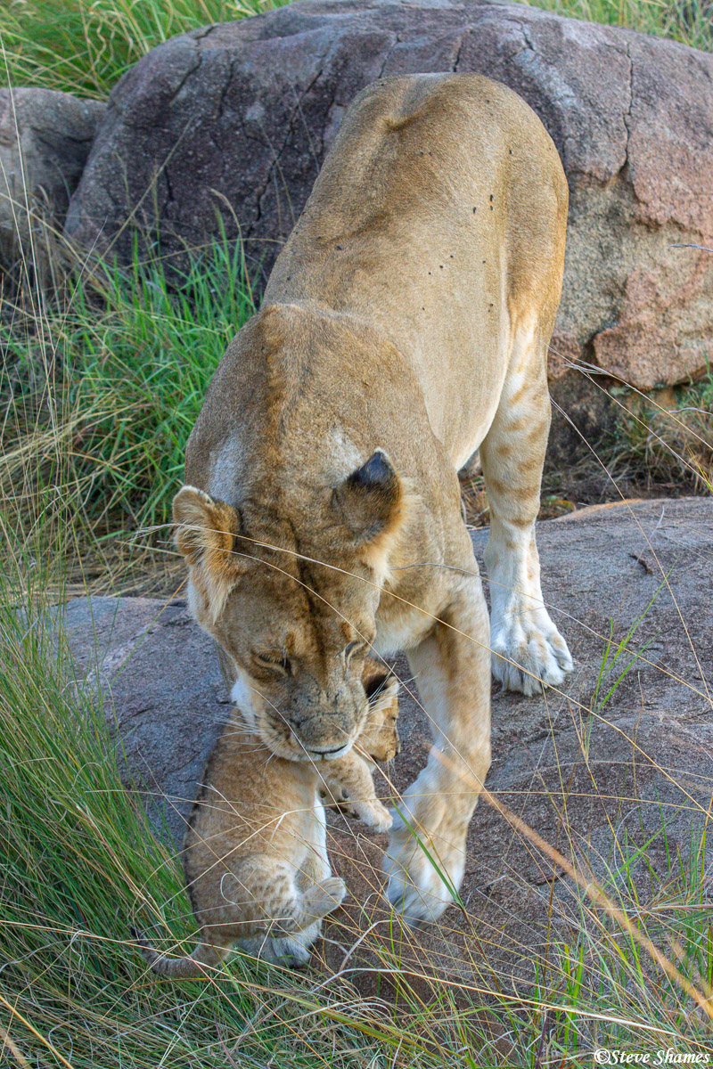 Mother lioness carrying her cub.