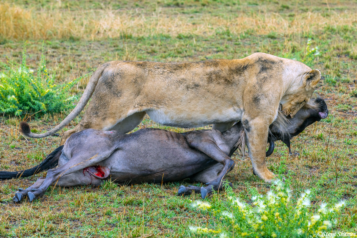 They did not seem to be hungry, so the lioness dragged the kill into a ravine for later. They will stand guard until they are...