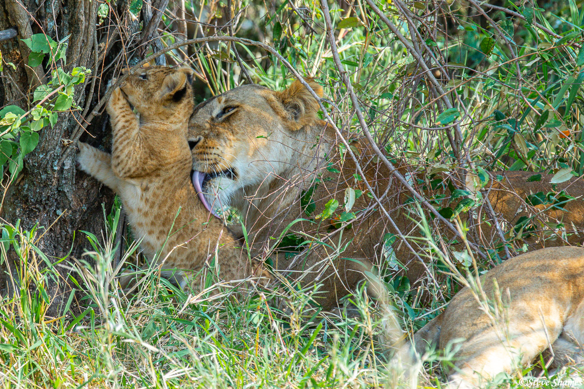 A tender moment in Africa, with a lioness licking her cub.