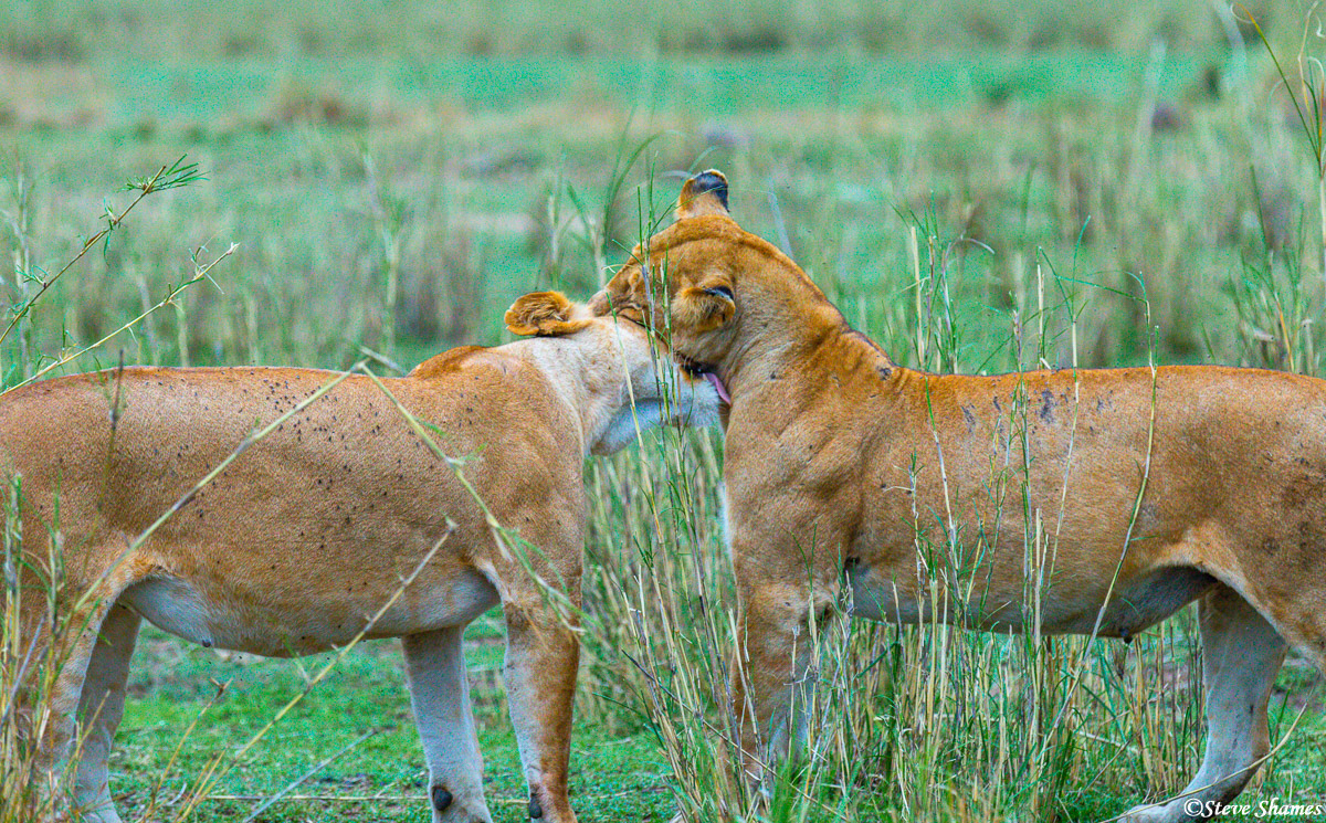 Two lioness sisters snuggling each other. There is a lot of love among sisters, and brothers, in the lion world.