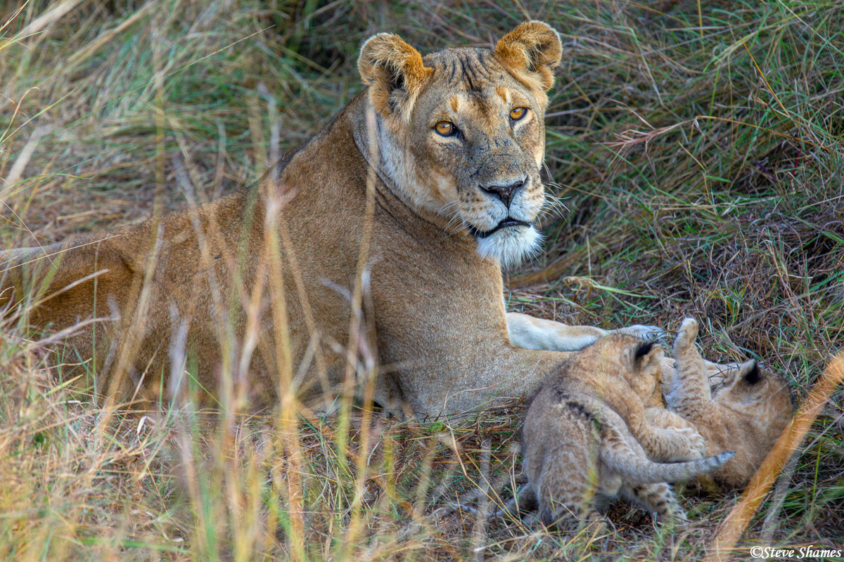 This pride had at least two mothers with two cubs each. These were the youngest cubs.