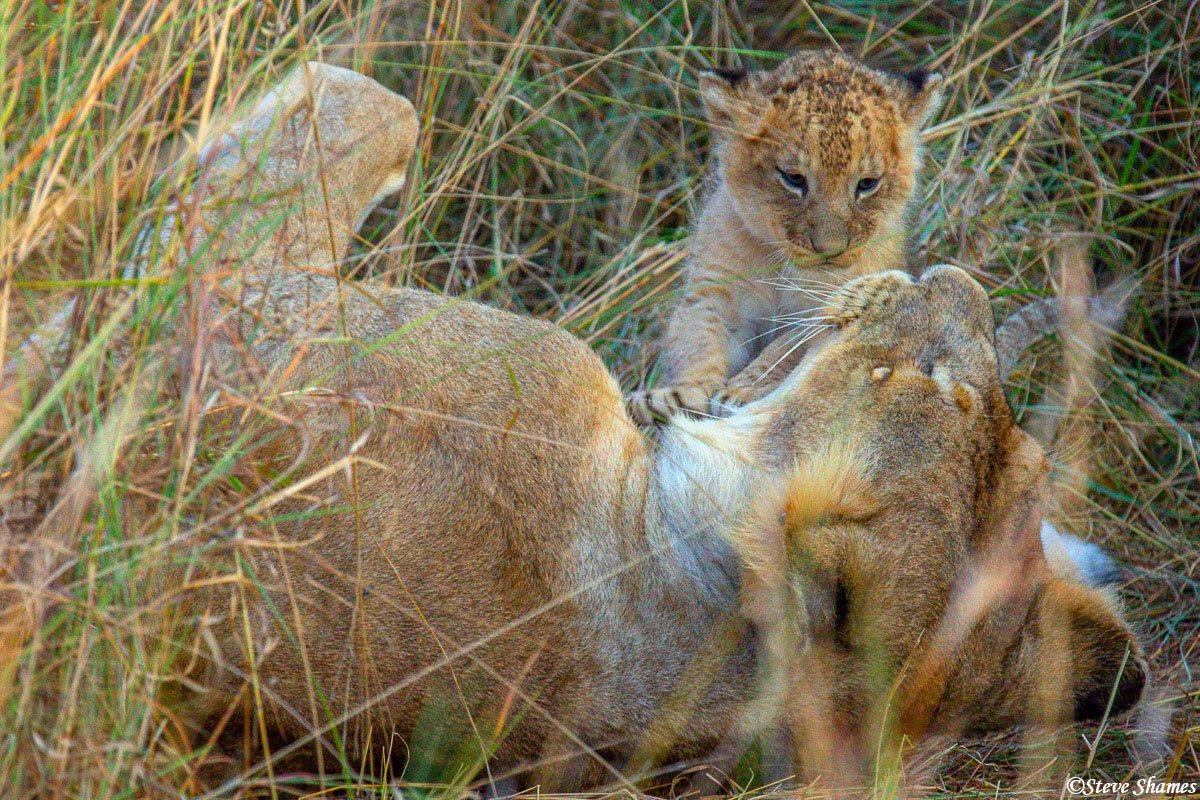 Tiny little lion cub with its mother.