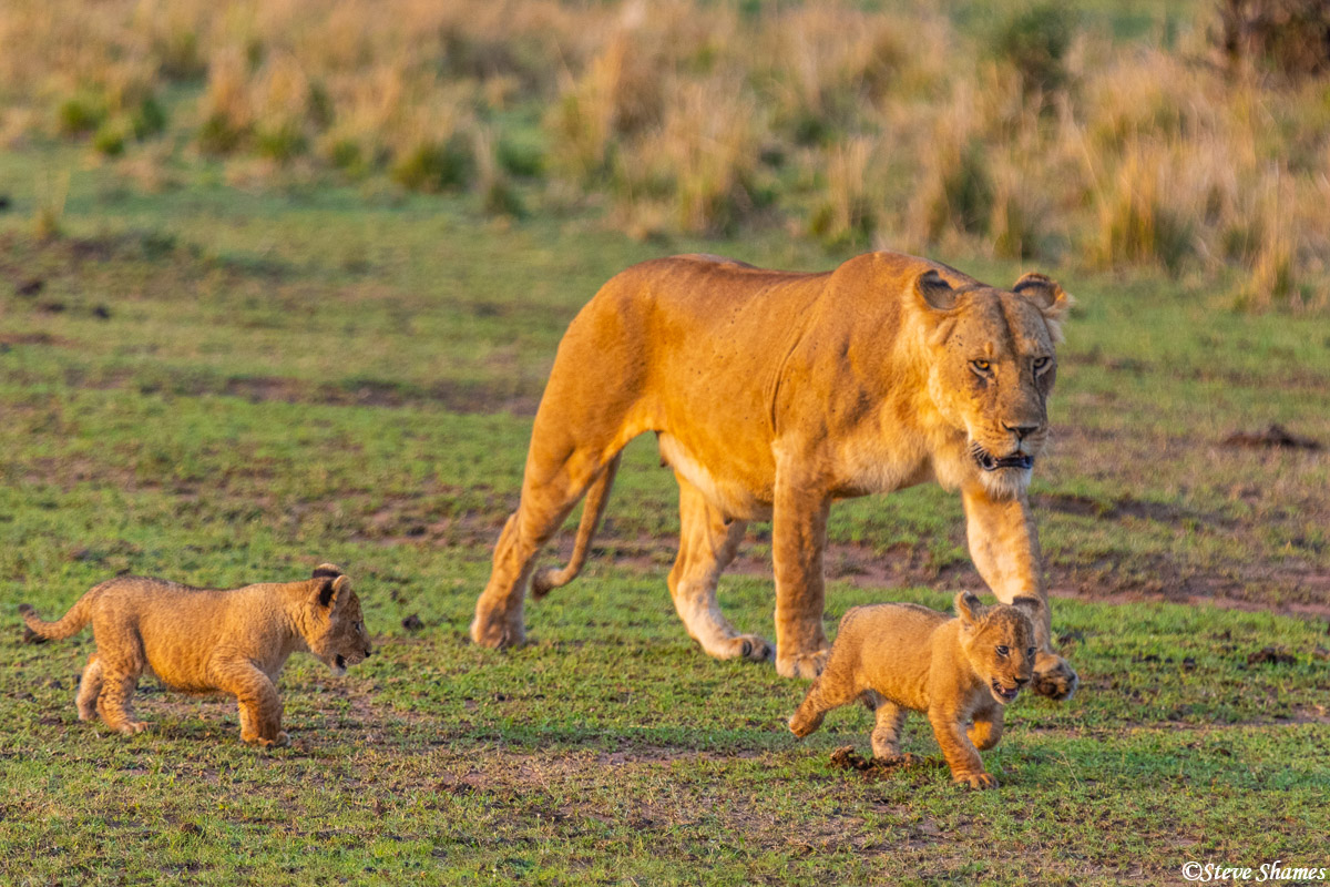 Lioness in the early morning out for a walk with her cubs.