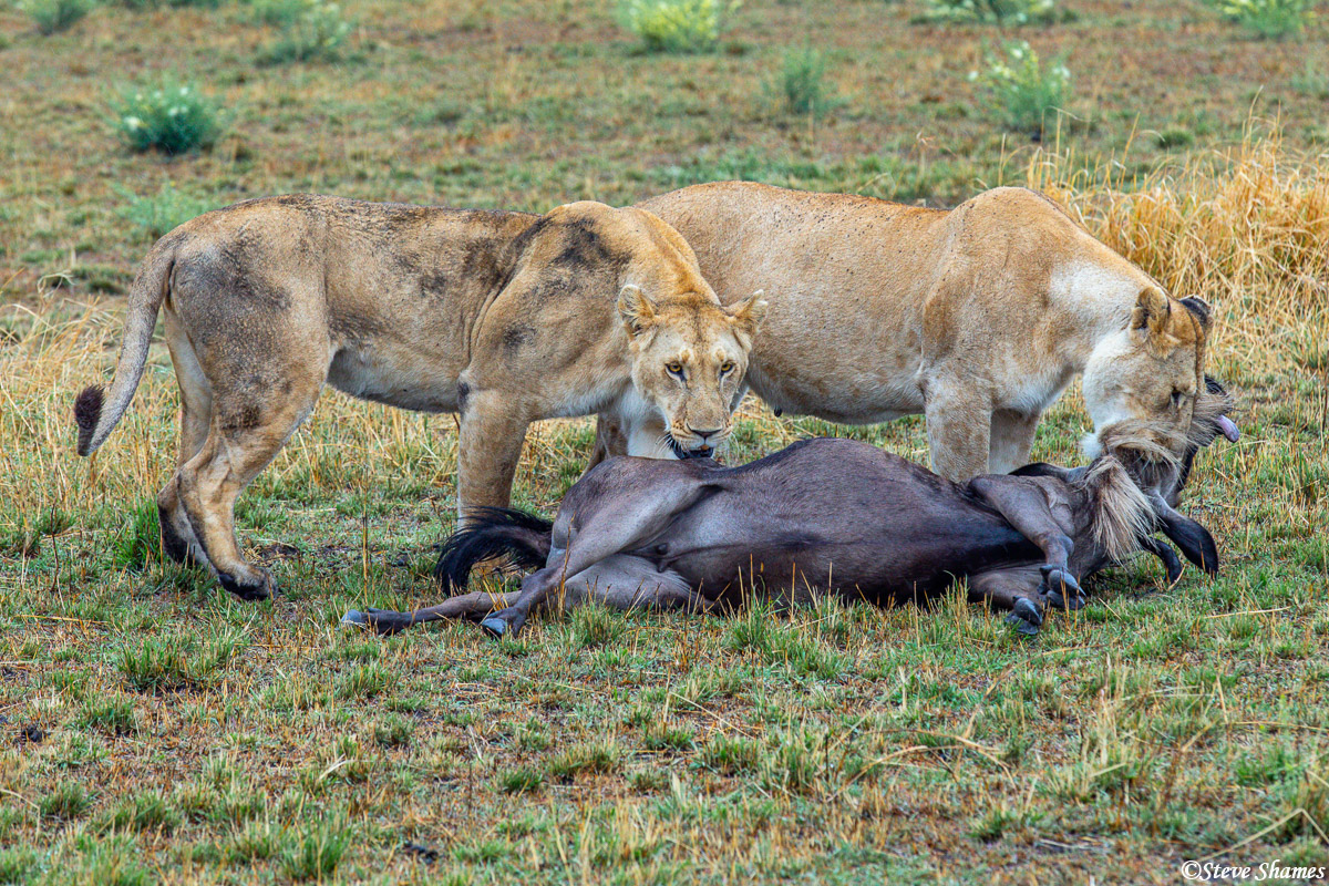 The two female lions brought down the wildebeest in the distance, and by the time we got closer, one lioness still had the suffocation...