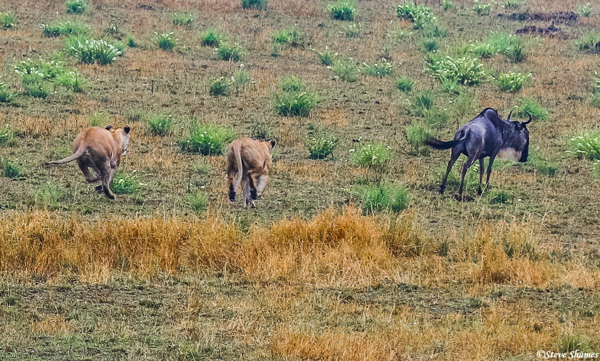 We came across two lioness's resting, then they spotted a lone wildebeest about 100 yards away. They started walking slow, then...