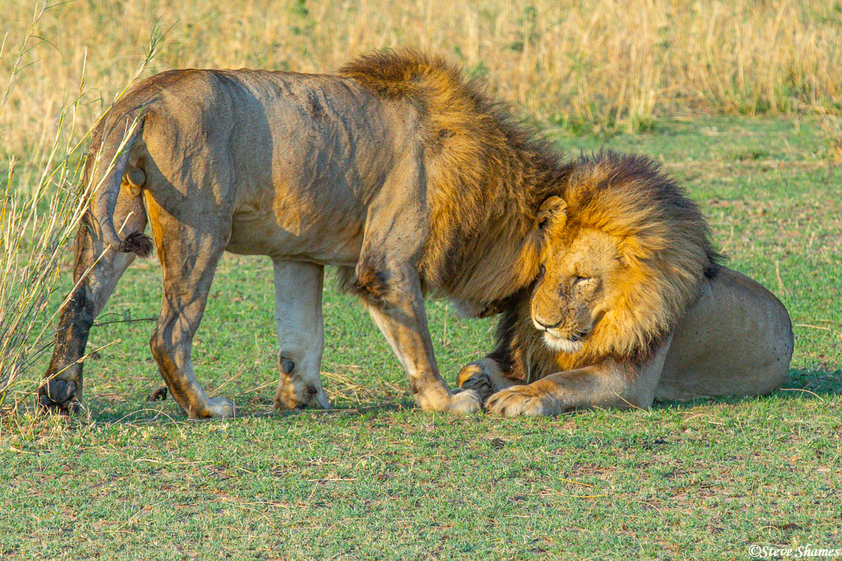 The two pride males head rubbing. The males like to hang out together.
