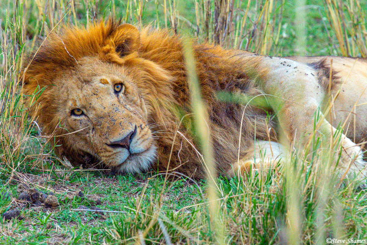 Lion in the grass keeping a watch on us.