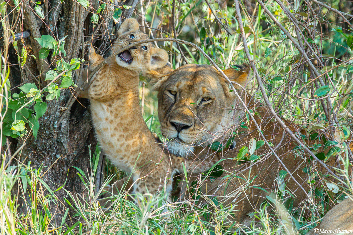 A content looking mother lion with her cub.