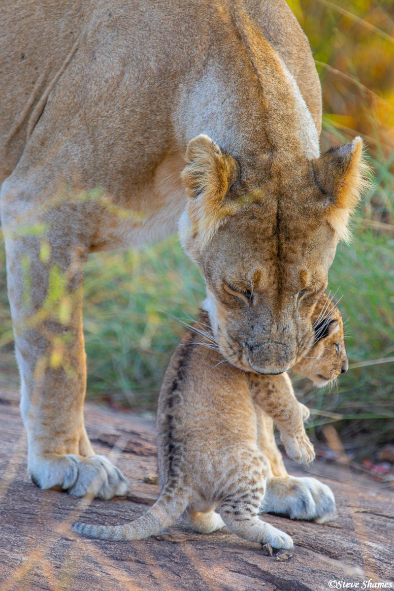 This small lion cub is just the right size to easily pick up and move.
