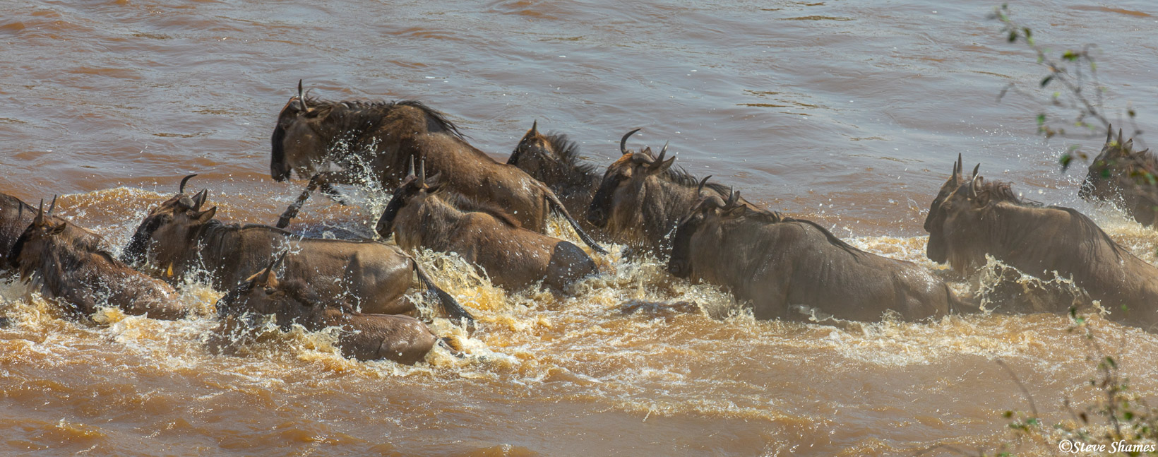 One way to describe wildebeest crossing the Mara River is "pandemonium" Which is defined as - wild and noisy disorder or confusion...