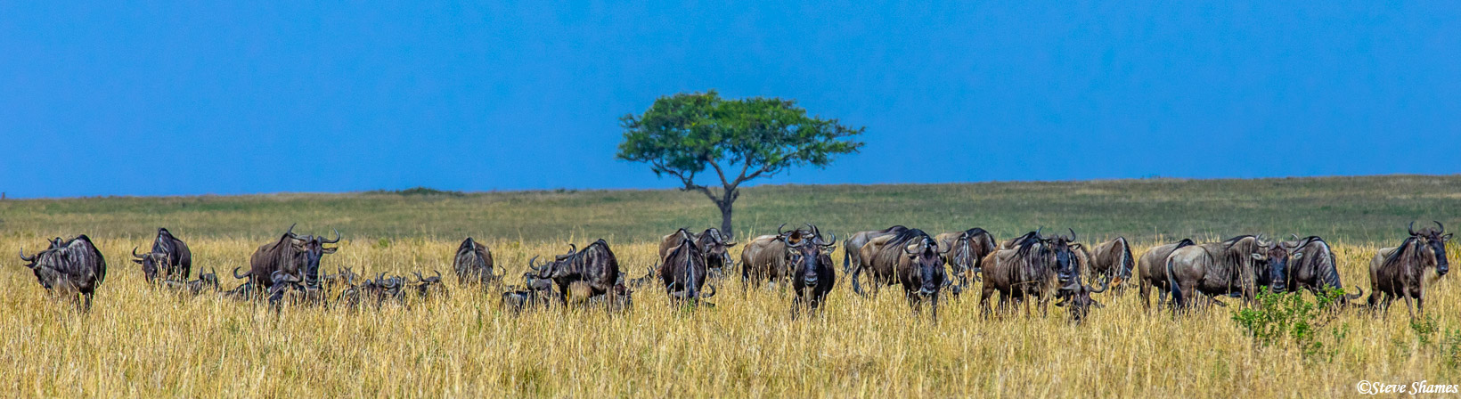 I call this a very "Africa scene"