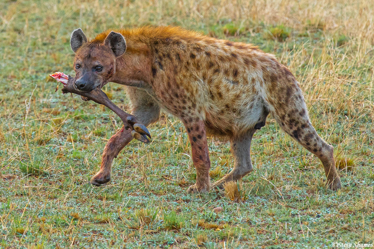 Here is a hyena with what appears to be a wildebeest leg. They can crush and eat the bones.