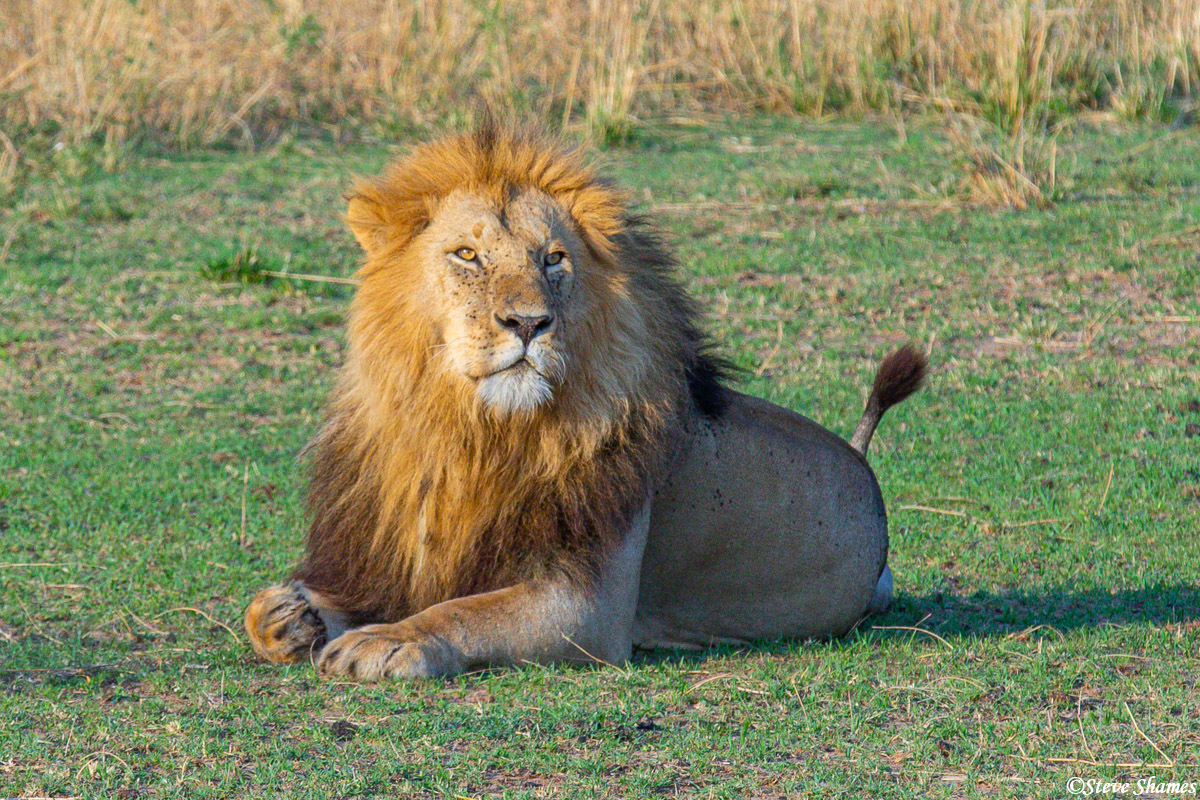 A Serengeti plains lion relaxing in the middle of the day.