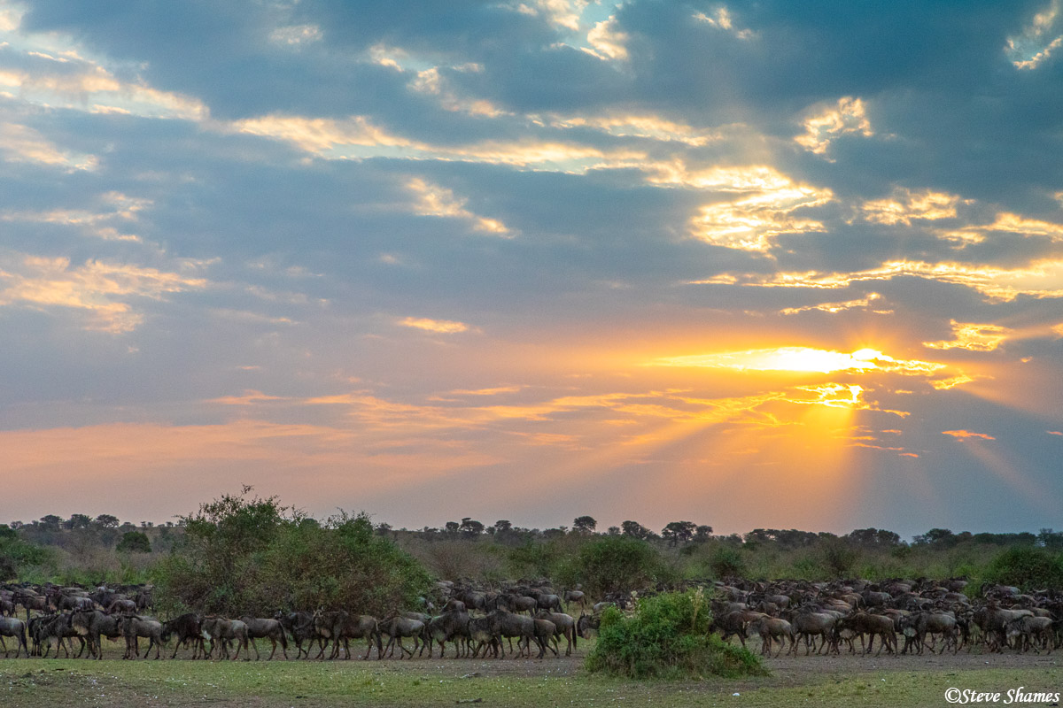 I thought this was a beautiful scene with the suns rays breaking through the clouds onto a herd of wildebeest.